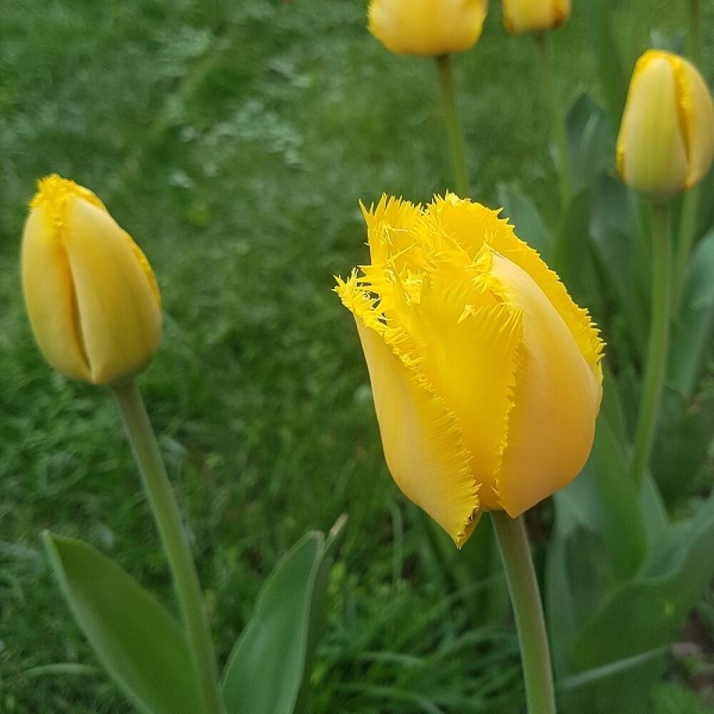 Hitom jari sú žlté tulipány.