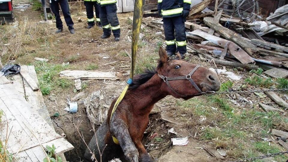 Hasiči sa snažia zachrániť koňa, ktorý uviazol v šachte.