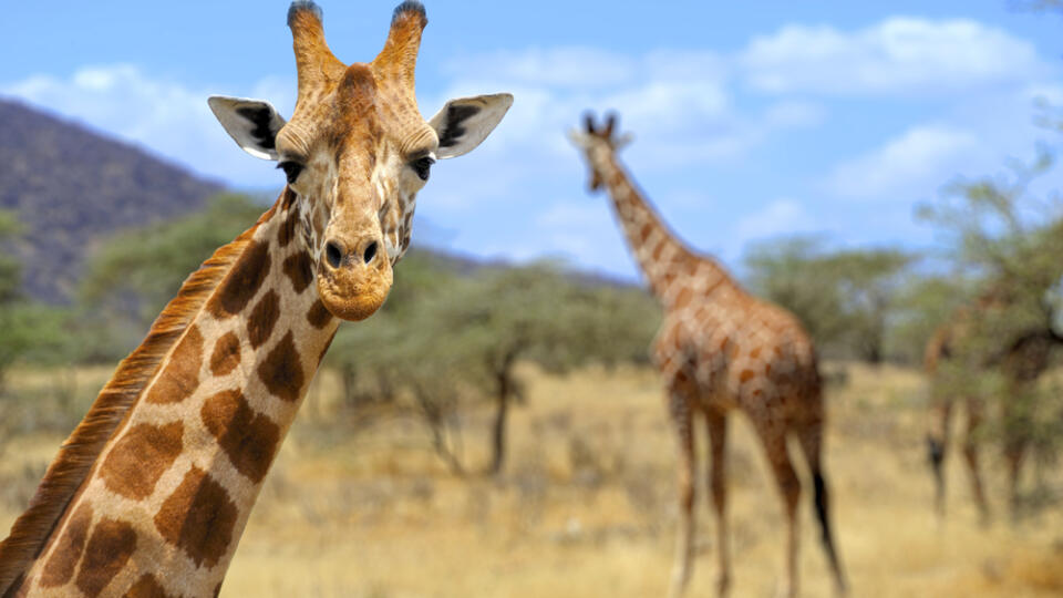 Giraffe,In,Front,Amboseli,National,Park,Kenya