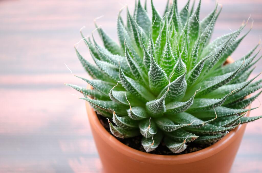 Aloe má liečivé účinky.