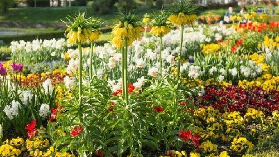 Crown imperial flower in yellow color in multicolor flowerbed with other flowers  in the park in spring sunny day