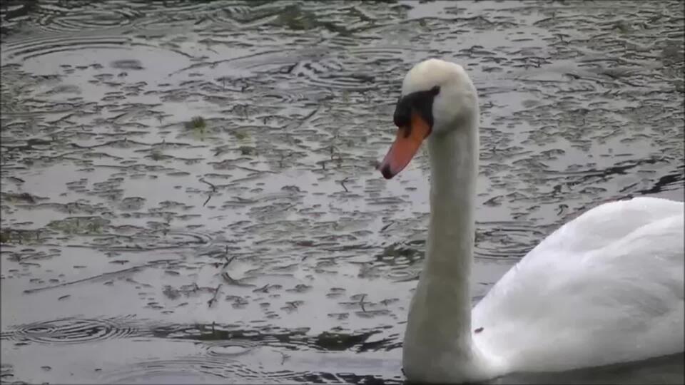 Labuť veľká (Cygnus olor) sa mám trošku predvádzala a ukázala celú svoju rodinu