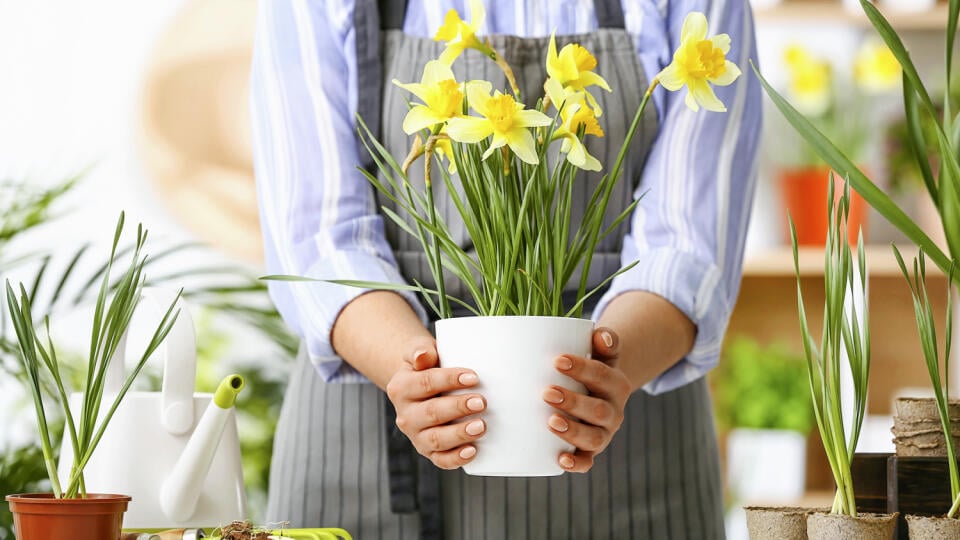 Narcisy (Narcissus) patria k typickým jarným kvetinám. Spájajú sa s gréckou legendou o mladom mužovi, ktorý dostal od bohov do vienka výnimočnú krásu pod podmienkou, že sa na seba nikdy nepozrie do zrkadla.