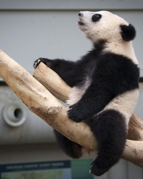 Ako sa pandám vyvinul falošný palec? Vedci prišli na významný objav