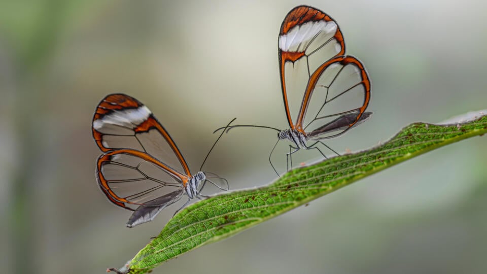 Two,Beautiful,Glasswing,Butterflies,(greta,Oto),On,A,Leaf,In