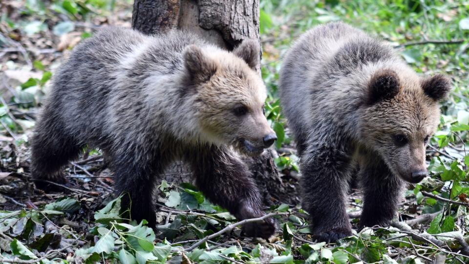 Na snímke polročné mláďatá medveďa hnedého Máša a Filip, ktoré predstavila ZOO Košice 22. júla 2020 v Košiciach. FOTO TASR - Roman Hanc