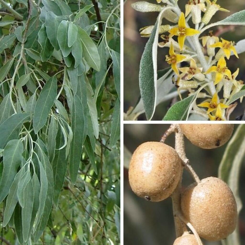 Hlošina úzkolistá (Elaeagnus angustifolia)