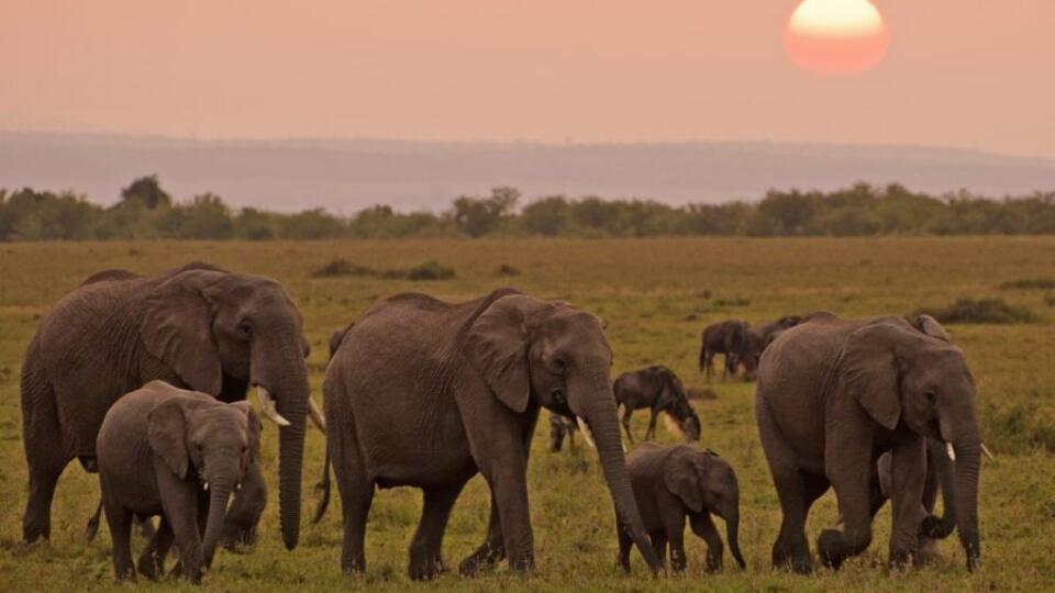 Národný park Masai Mara.