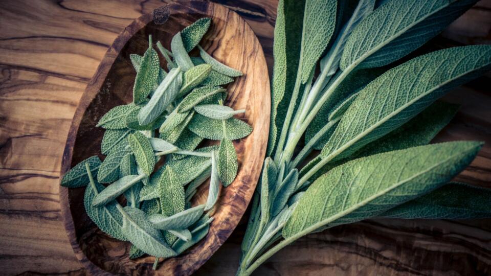 Názov Salvia officinalis pochádza z latinského slova salvare, ktoré znamená liečiť.