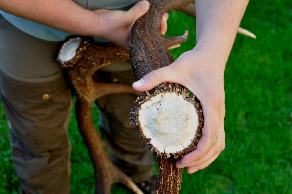 Časť, ktorou sa parožie dotýka s pučnicou, sa nazýva pečať.