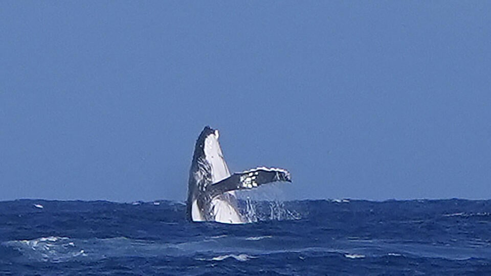 Veľryba počas semifinále olympijskej súťaže surfistiek na Tahiti.