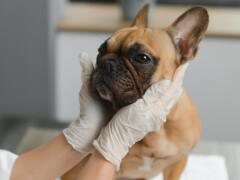 Môže sa pes nakaziť chrípkou? Odpoveď vás zrejme nepoteší