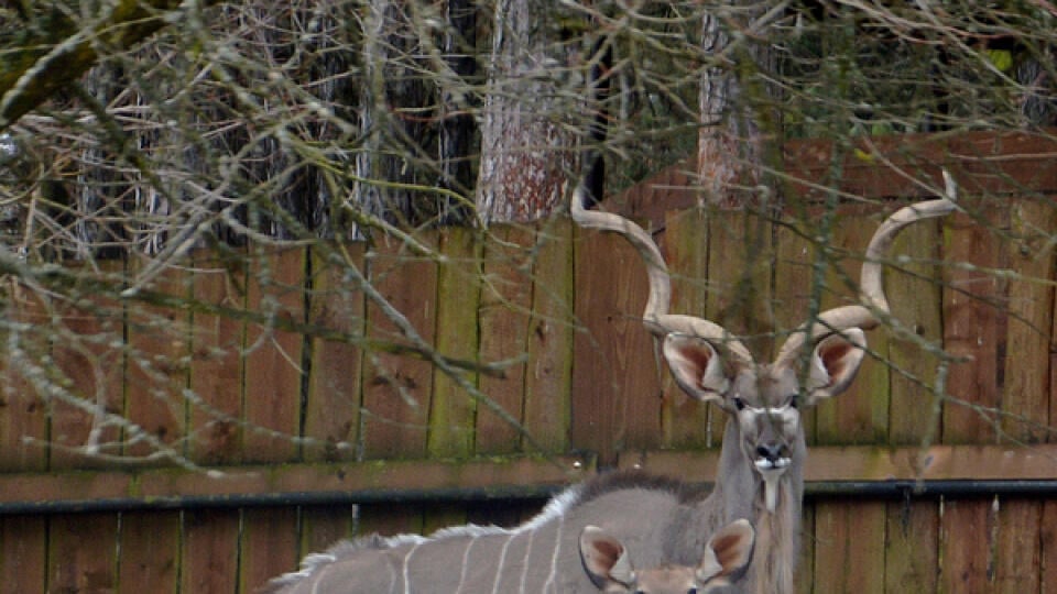 Benguela so svojím otcom, s ktorým sa pri odchode zo inej zoo musela rozlúčiť.