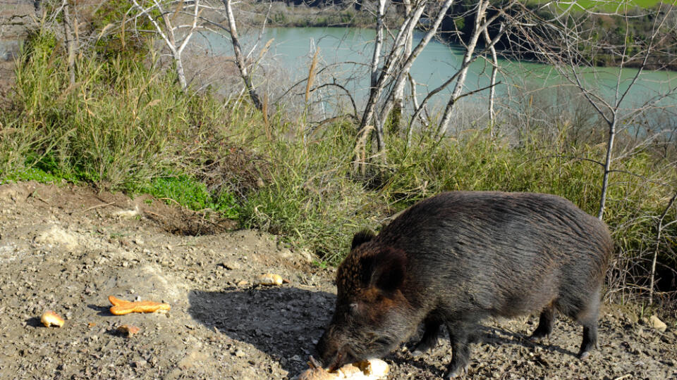 Wild,Boar,Eating,At,The,Edges,Of,The,Tevere,River,