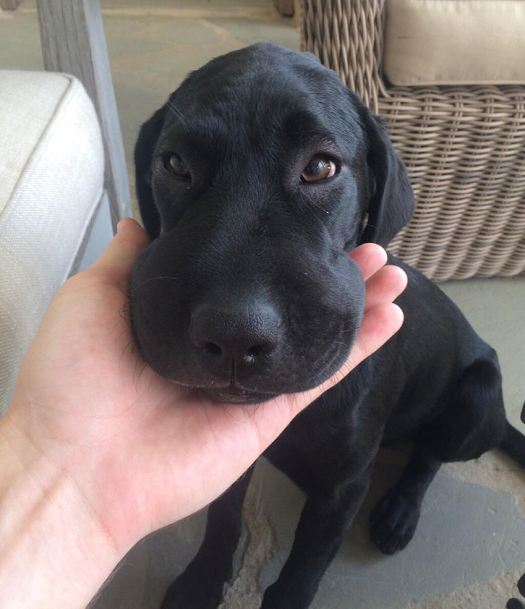 Puppy bee