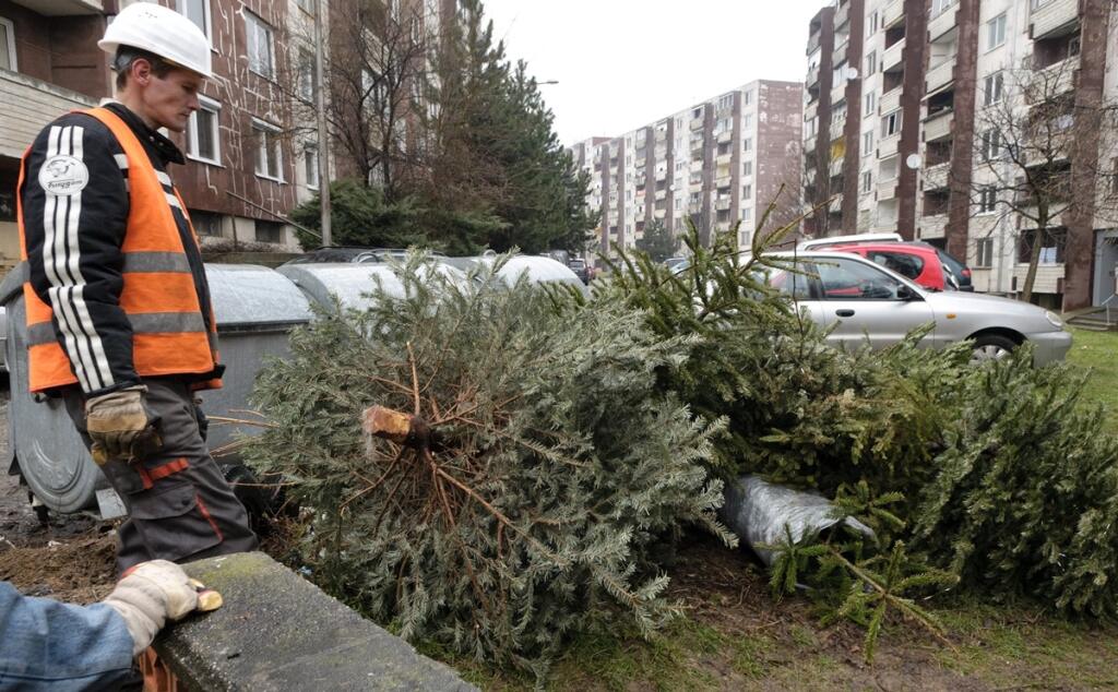 Vianočné stromčeky po sviatkoch
