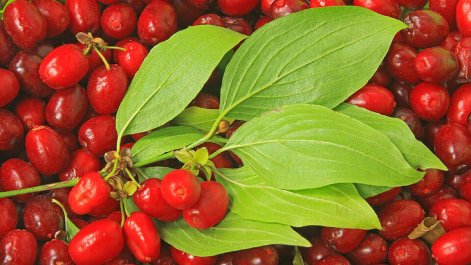 Zrelé drienky sú sladučké a chutné, nabité vitamínom C.