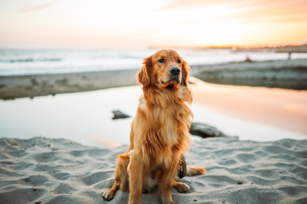 Zlatý retriever.