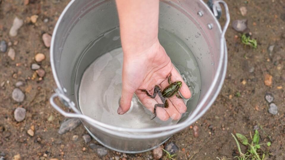 A,Child's,Hand,Holds,A,Green,Frog,In,The,Palm