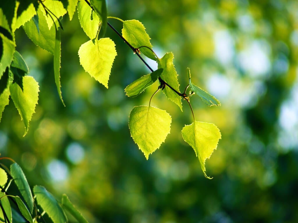 Картинки листочки березы