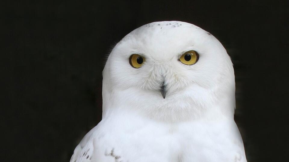 Prilietajú k nám najmä zo severnejších
oblastí Európy, aby tu prečkali
zimu, ktorá býva u nás miernejšia.