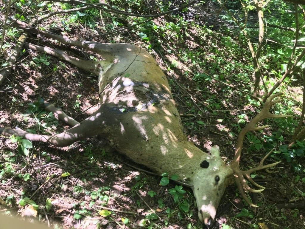 Vlci uštvali a strhli nádejného jeleňa
