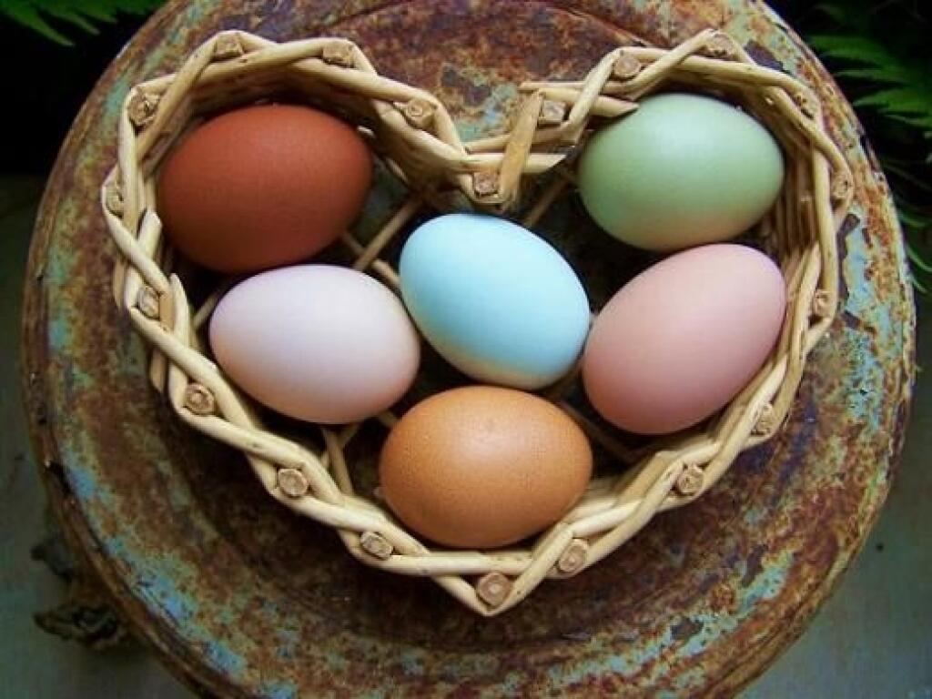 Фото кур несущих голубые яйца. Голубые яйца. Яйцо куриное. Разноцветные куриные яйца. Цветные яйца у кур.
