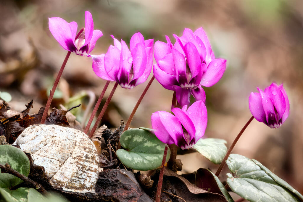 Cyclamen coum kvitne od februára do apríla bledoružovými kvetmi s bielou alebo tmavoružovou škvrnou.