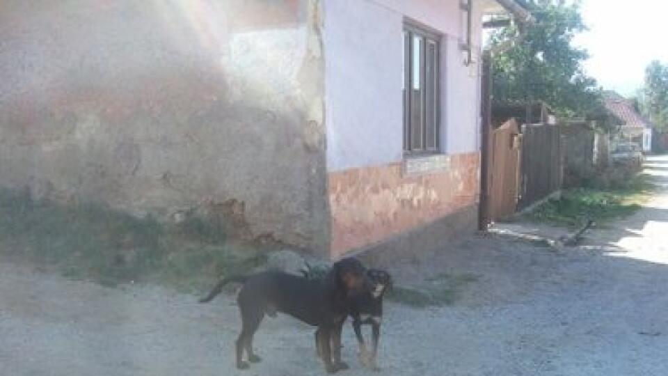 Túlavé psy sú na každom kroku.