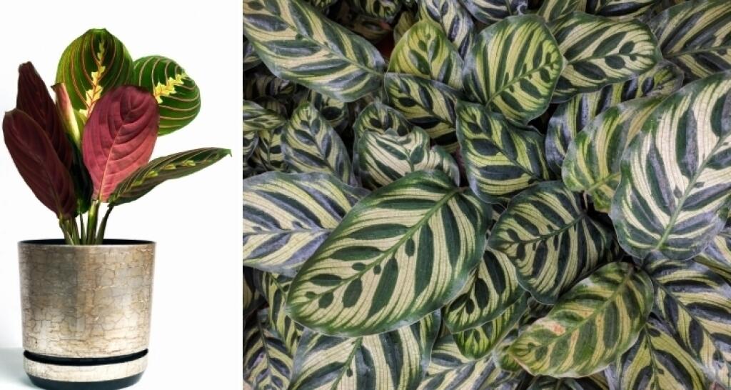 Maranta rebernatá