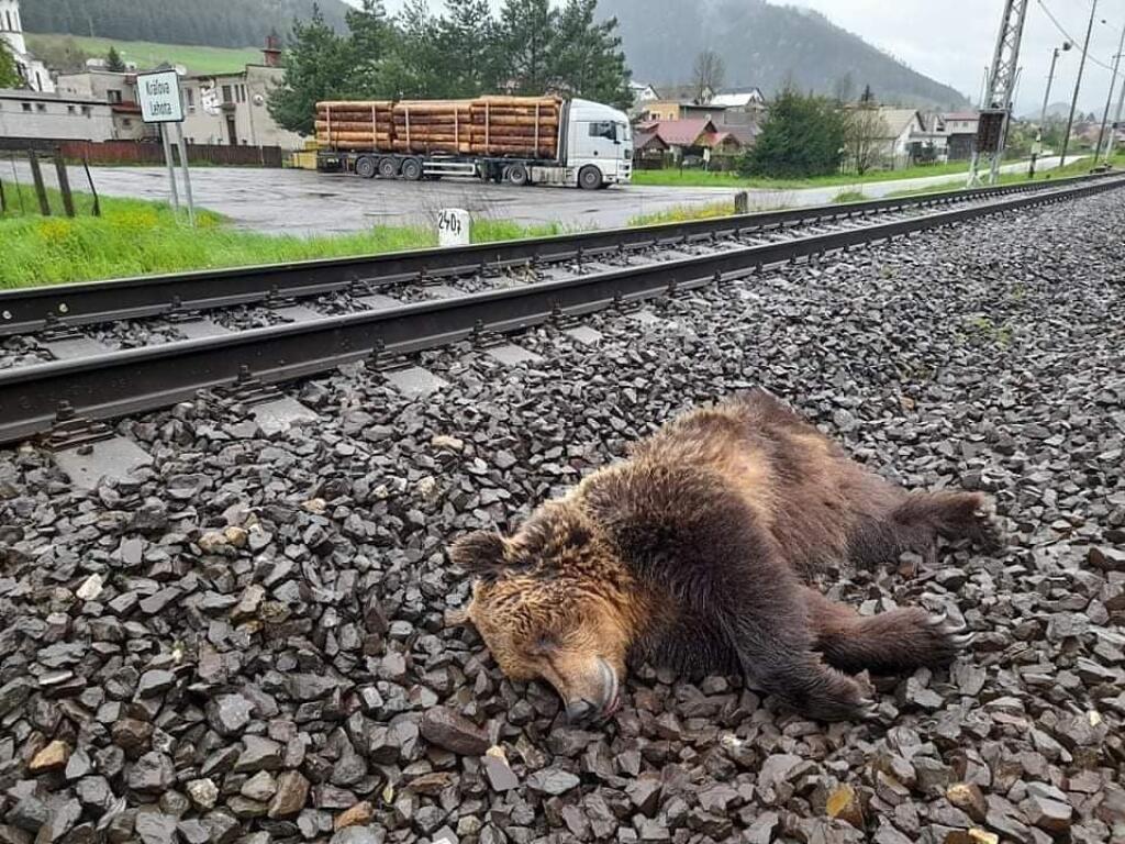 V Kráľovej Lehote medveďa usmrtil vlak
