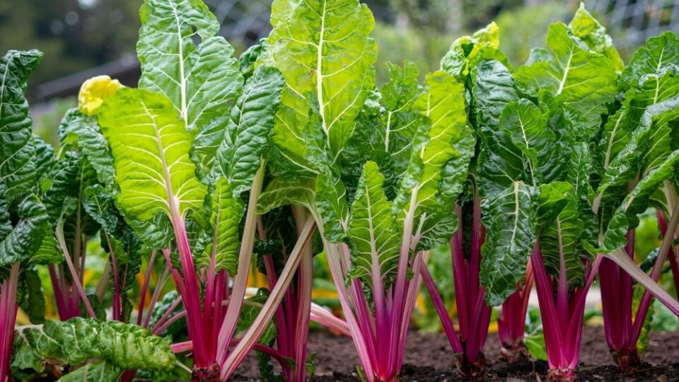 Peppermint,Swiss,Chard,Growing,In,The,Ground.,Bright,Green,Leaves