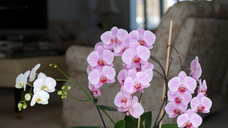 Poradíme vám, ako sa zbaviť škodcov na orchideách.