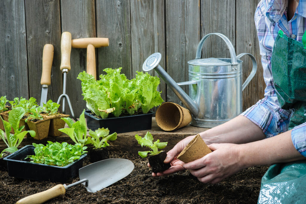 Farmer,Planting,Young,Seedlings,Of,Lettuce,Salad,In,The,Vegetable