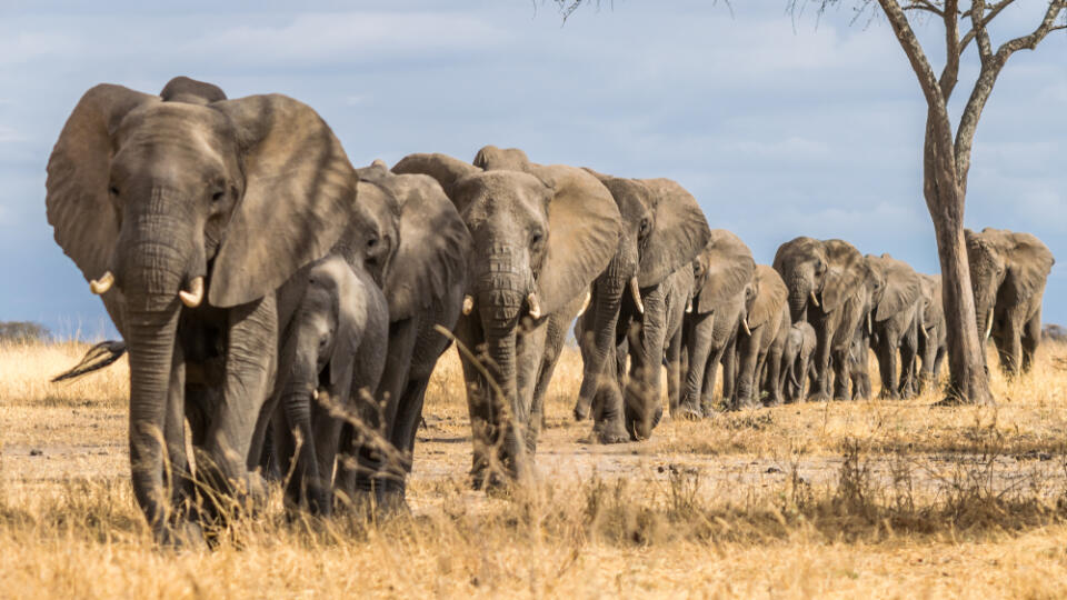 Herd,Of,Elephants,In,Africa,Walking,Through,The,Grass,In