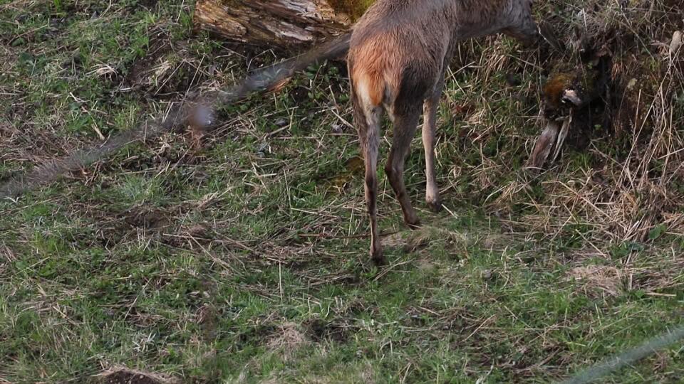 VIDEO Vysoká zver sa pasie v intraviláne mesta, dokonca v blízkosti stanice