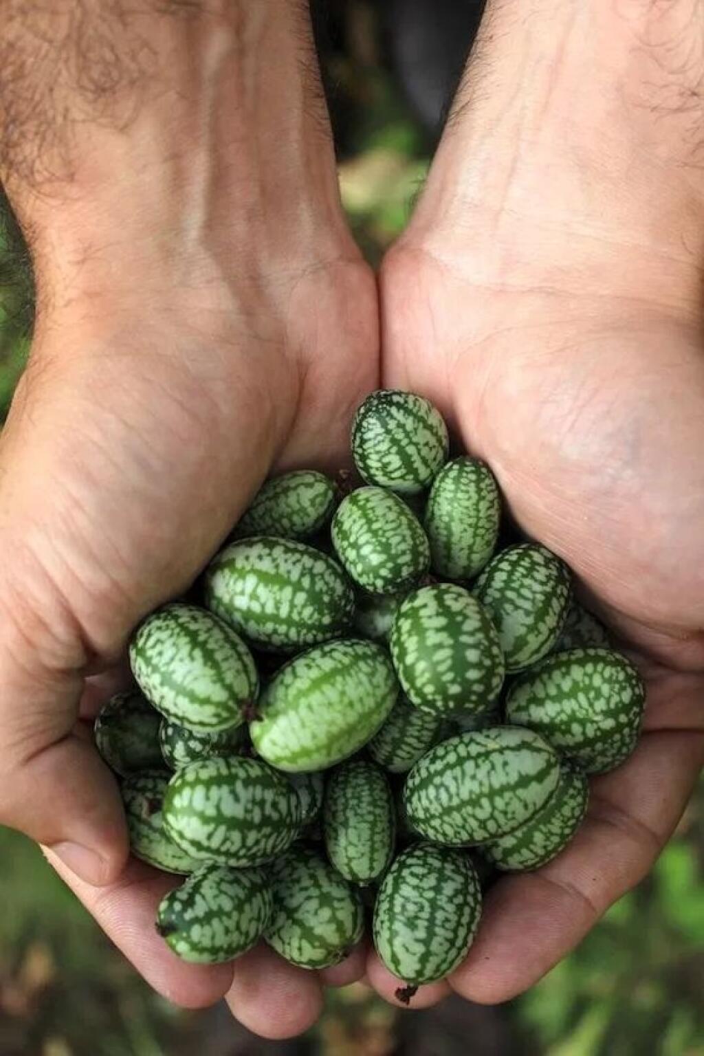 Malé bobule sa podobajú na melón