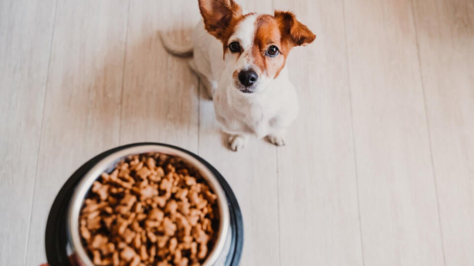 Cute,Small,Jack,Russell,Dog,At,Home,Waiting,To,Eat