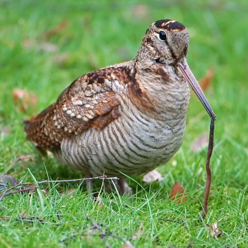 Sluka hôrna