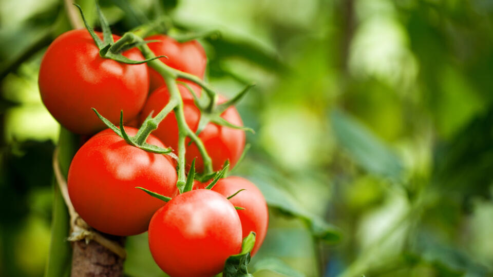 Beautiful,Red,Ripe,Heirloom,Tomatoes,Grown,In,A,Greenhouse.,Gardening