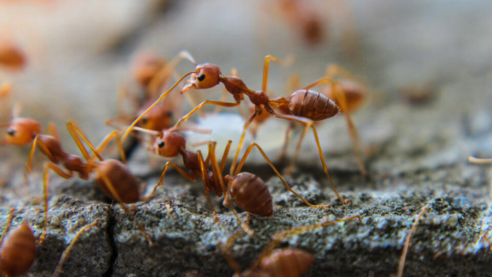 Red,Imported,Fire,Ant,action,Of,Fire,Ant