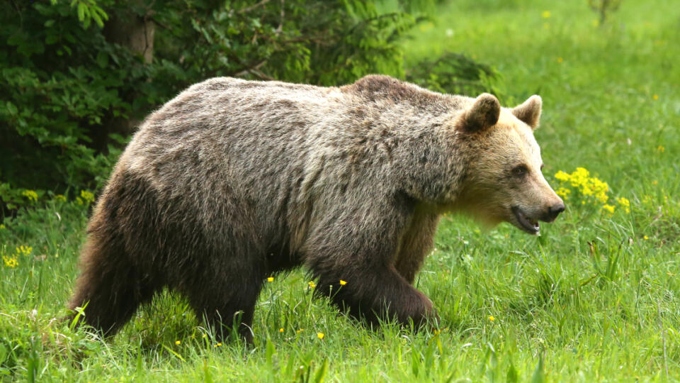 Premnožené medvede likvidujú hlucháňom mraveniská.