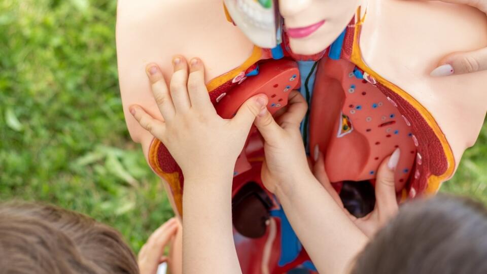 Anatomy,Mannequin.plastic,Man,Dummy,With,Internal,Organs.technical,Model,Of,Human