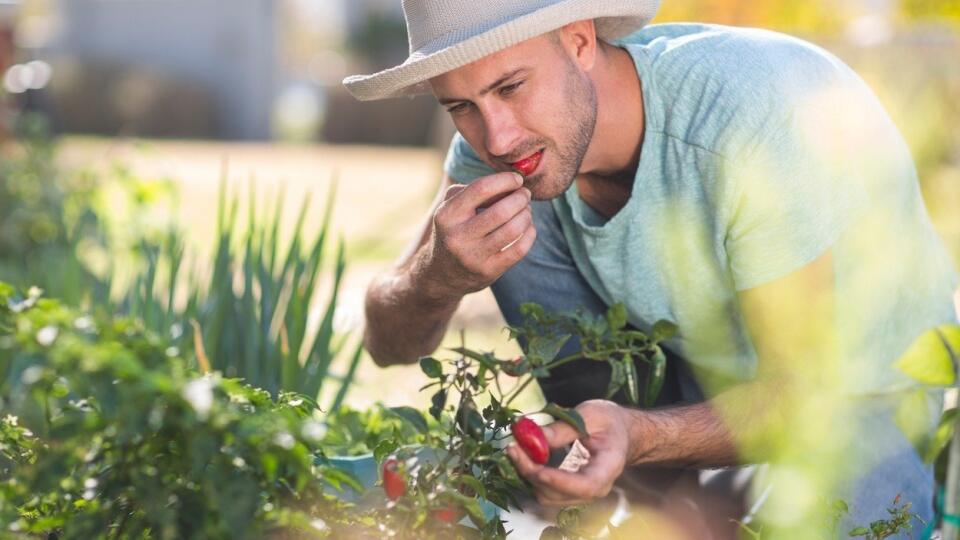 Young man in garden, tasting chilli from chilli plant