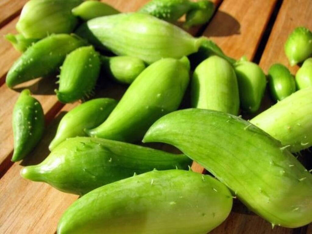 Plody cyklantéry sú chutné sterilizované v sladkokyslom náleve ako nakladané uhorky alebo ako paprika v oleji.