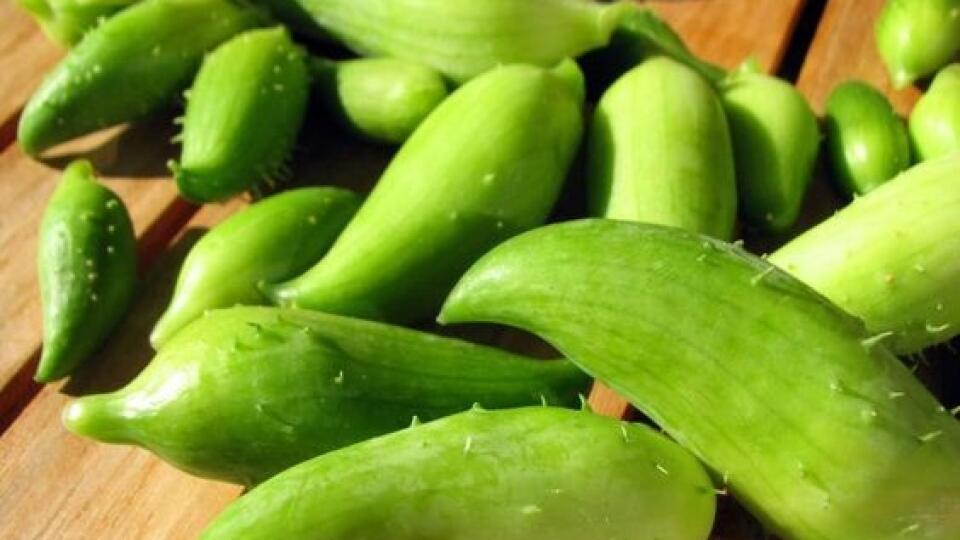 Plody cyklantéry sú chutné sterilizované v sladkokyslom náleve ako nakladané uhorky alebo ako paprika v oleji.