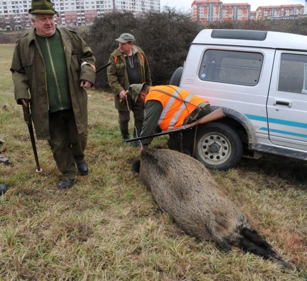 Na žilinskom sídlisku Hájik zorganizovali po¾ovaèku na diviakov, ktoré sa potulovali medzi panelákmi.