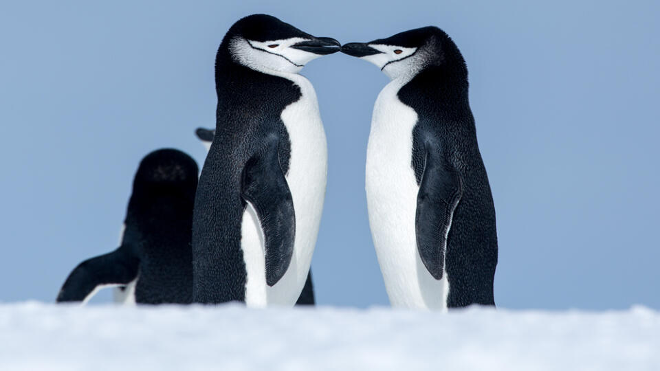 Chinstrap,Penguins,In,Love