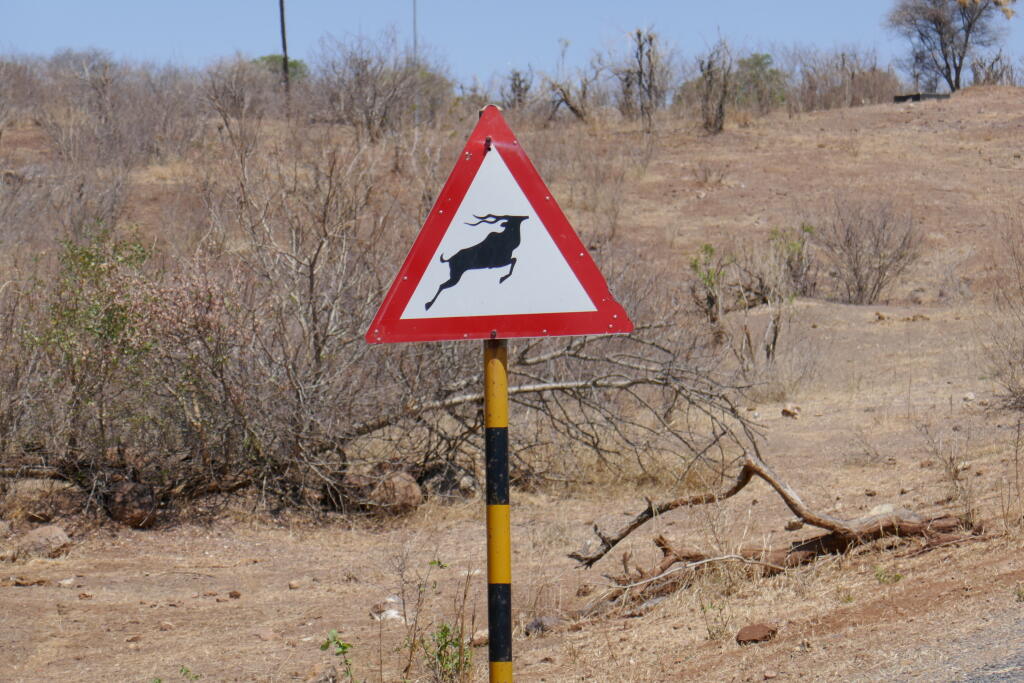 Cestou na safari