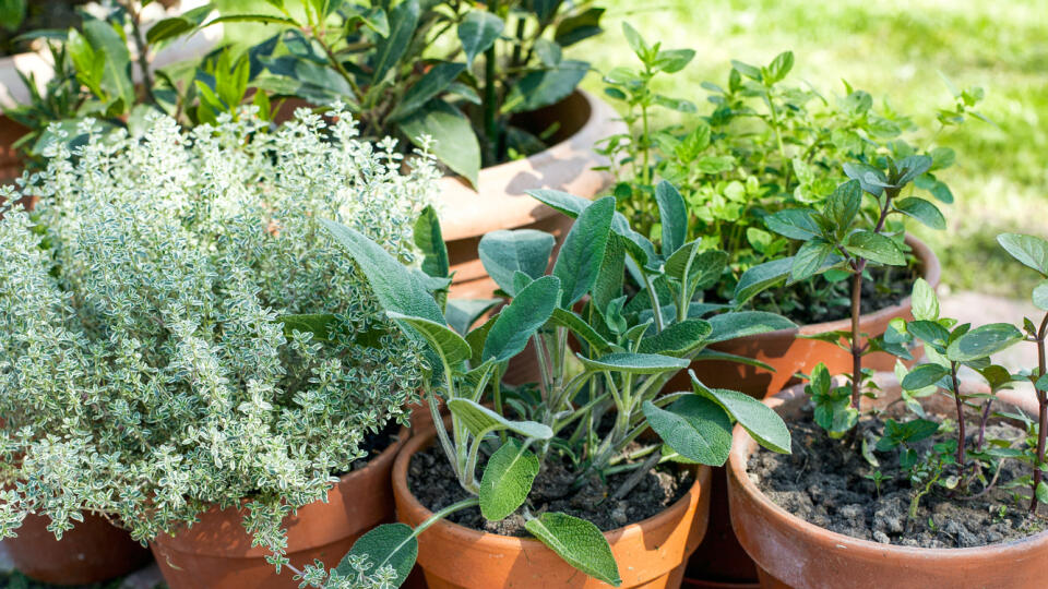 Pots,With,Herbs